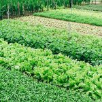 Agribusiness